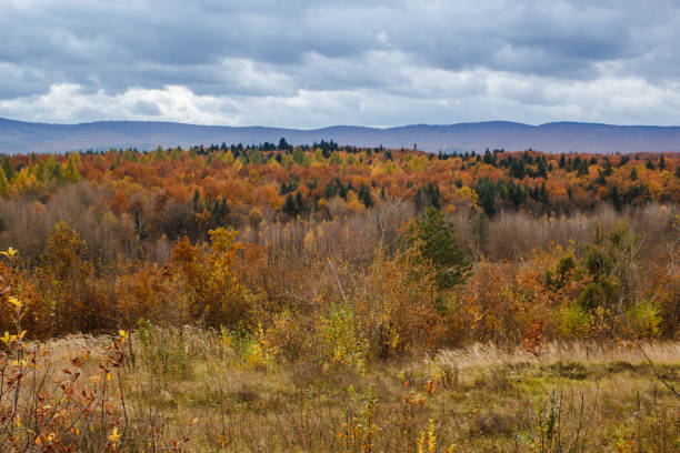 istock colorful trees in autumn forest in mountains 827954848