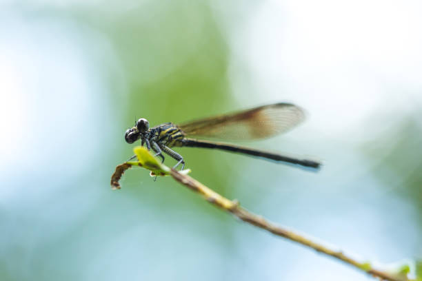 istock Low angle view of Damselfly: Yellow Featherlegs 827954868