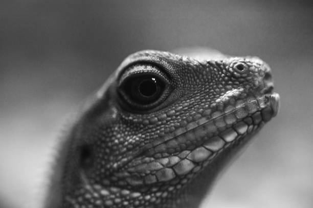 istock Side view of Lizard in Monochrome style 827955434