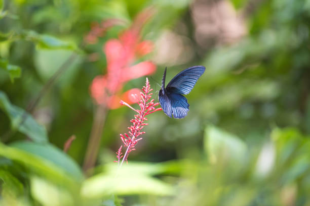 Ideopsis similis ,Flower of blue