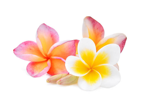 istock white and pink frangipani (plumeria) flower isolated on white background 827959096