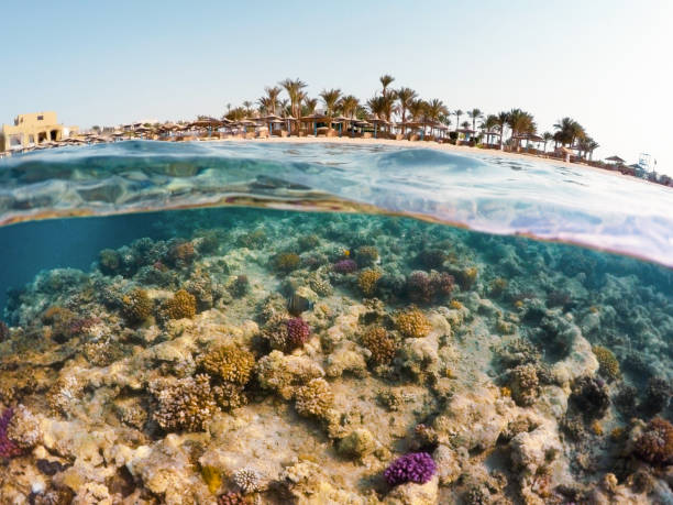 istock Underwater surface split view of coral fish and resort beach with parasol 827963434