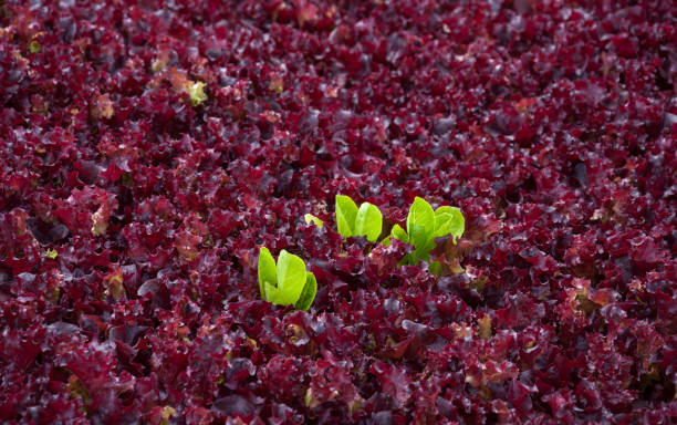 istock Growing lettuce in the vegetable garden 827964880