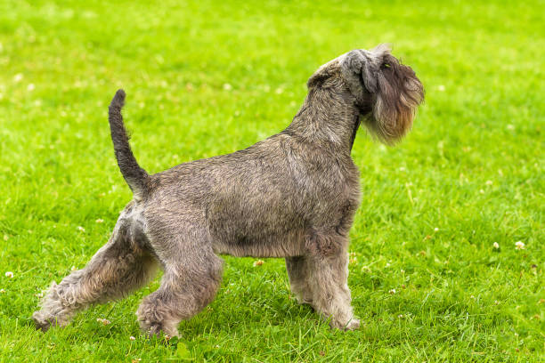 istock dog of terrier Close-up 827968122