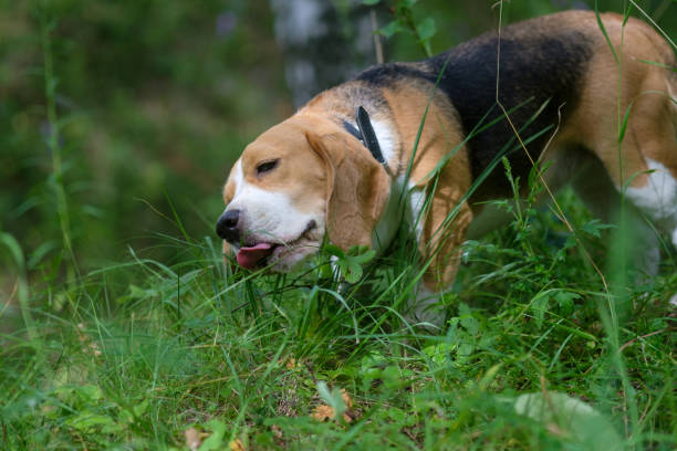 istock The Beagle eats the green grass in the forest 827975372