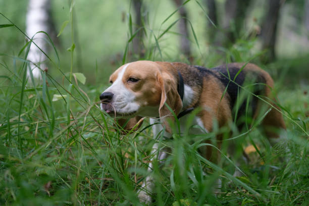 istock The Beagle eats the green grass in the forest 827975382