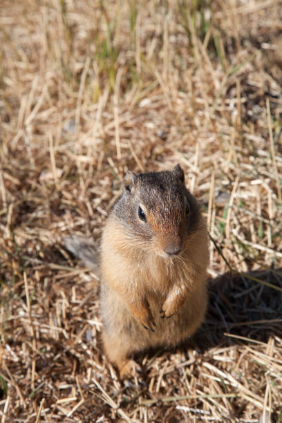 istock Canadian prairie dog 827978770