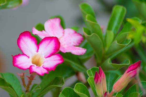 istock Adenium obesum flower Medicinal Plants. 827979822