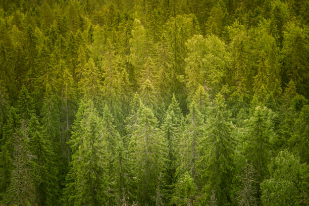 istock A beautiful Finnish forest landscape 827983194