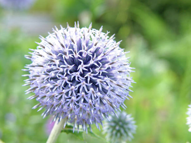 istock purple violet flower in garden 827986194