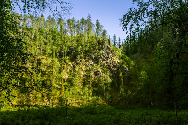 istock A beautiful Finnish forest landscape 827986500
