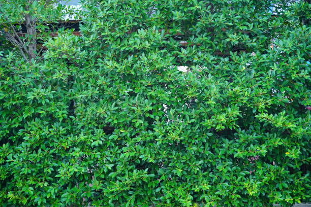 banian dans cache-pot - formal garden wall ornamental garden walled garden photos et images de collection