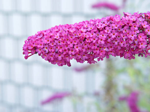 istock pink bunch small flower closeup in garden background 827987862
