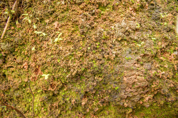 istock Texture of moss and moisture soil 827991172