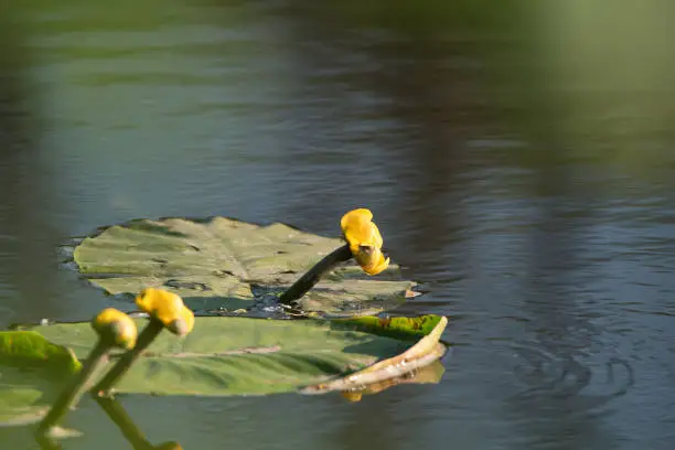 Yellow water-lily or Nuphar lutea blossoms in summer river