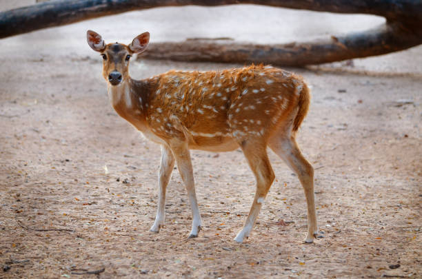 istock Older whitetail deer fawn - Wild life. 827995214
