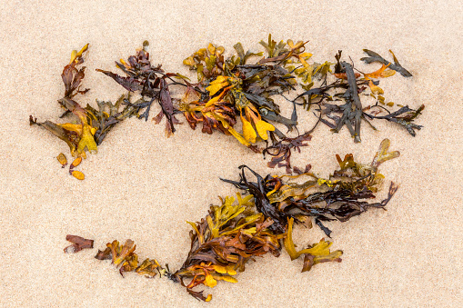Close up of orange seaweed on fine sandy beach seen from above. Horizontal composition.