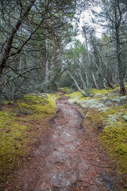 istock Perspective of walking trail in a pine forest, national park. 827996532
