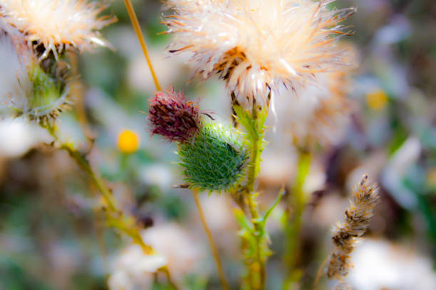 Nature's resilience: A solitary thistle stands tall amidst the sprawling fields, a testament to its strength and beauty in the face of the elements.  #FieldElegance #NatureResilience