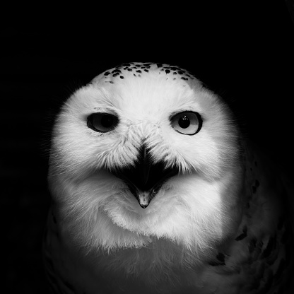 Frontal look of angry looking face of snowy owl (bubo scandiacus) on black background. Low key black and white image