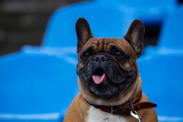 istock the French Bulldog 828009986