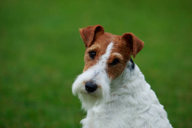 cão de raça fox terrier - fox terrier - fotografias e filmes do acervo