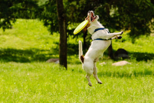 1,682 Dog Fail Stock Photos, Pictures & Royalty-Free Images - iStock | Dog mess, Dog stuck, Funny accident 1,682 Dog Fail Stock Photos, Pictures & Royalty-Free Images - iStock | Dog mess, Dog stuck, Funny accident