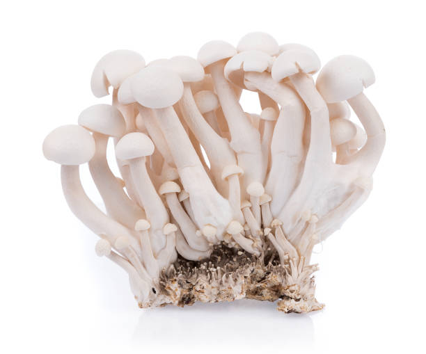 white shimeji mushrooms isolated on white background