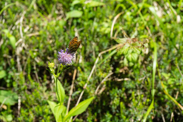 orange butterfly sitting on purple flower with green leafs