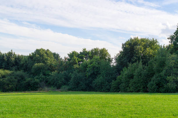 istock sky over the lawn and forest. background, nature 828024484
