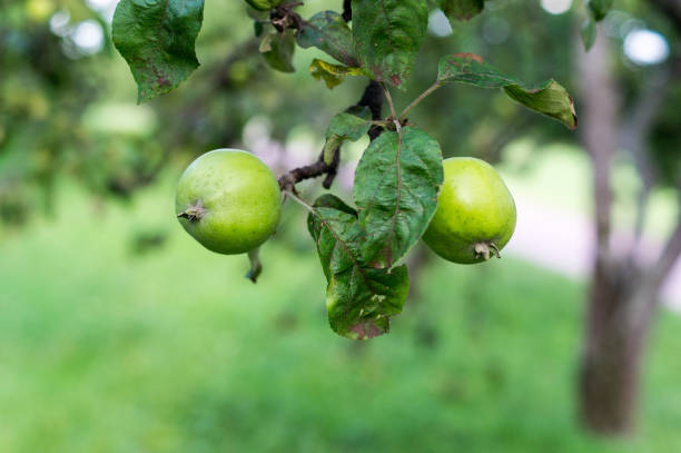 istock apples on a branch. background, nature, food 828024564