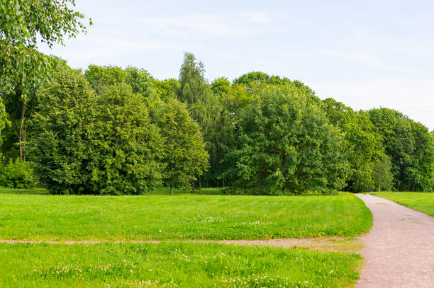 istock road to the forest. nature, background. 828030000