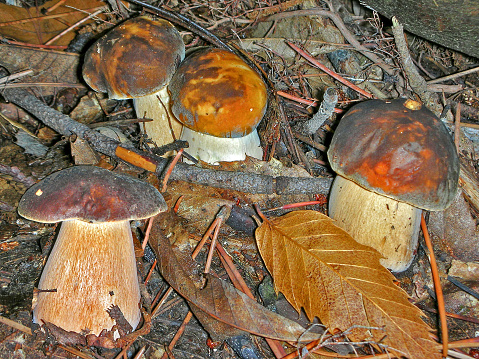 Boletus aereus mushroom. It is very sought-after and appreciated for its inebriating aroma