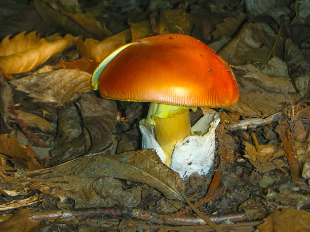 Amanita caesarea mushroom. Is one of the most popular and sought-after edible mushrooms, many of which are also eaten with raw salad. Amanita caesarea mushroom. Is one of the most popular and sought-after edible mushrooms, many of which are also eaten with raw salad. amanita caesarea stock pictures, royalty-free photos & images