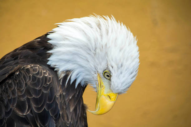 aquila calva che guarda in basso - leucocephalus foto e immagini stock