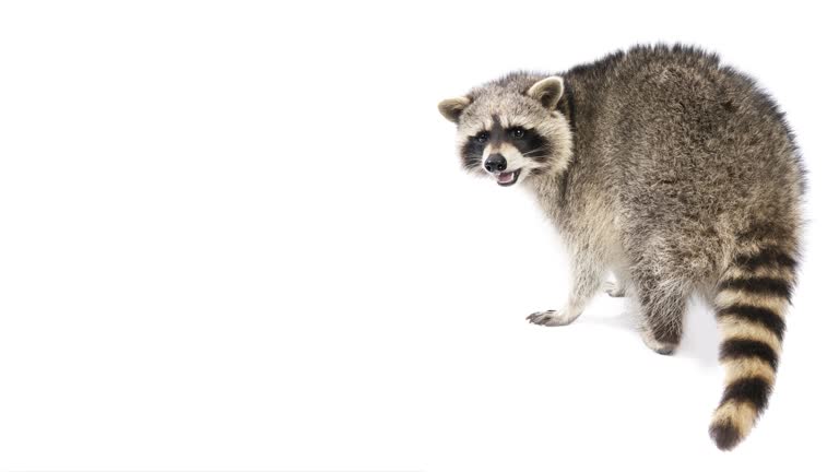 Animal Cinemagraphs - Talking Racoon - looping