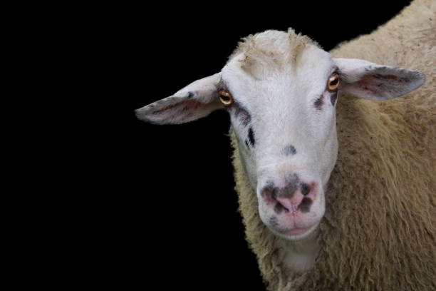 istock Isolated view of a sheep's head. 828035638