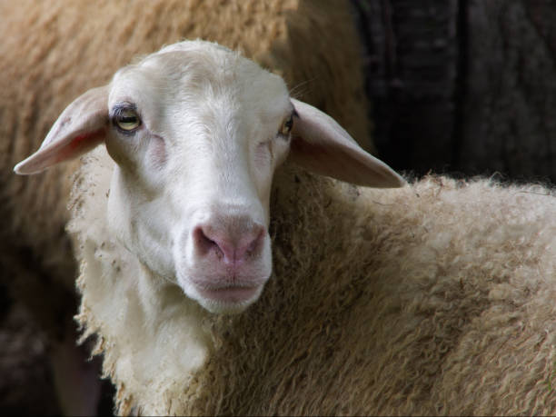 istock Side view of the sheep's head. 828038362
