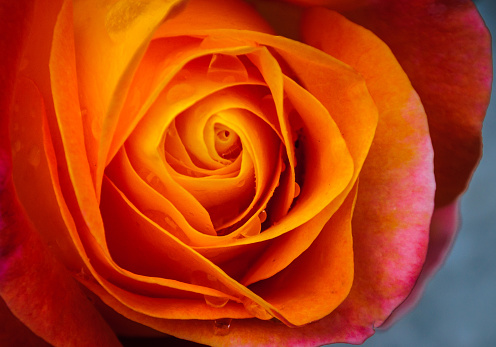 The intricate folds of an orange rose hold tiny droplets of rainwater.