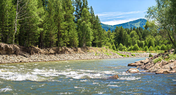 istock A mountain landscape on a sunny summer day with a river splashing and flowing over rocks, evergreens and trees on the banks and a ridge in the background, Altai Mountains, Kazakhstan 828039764