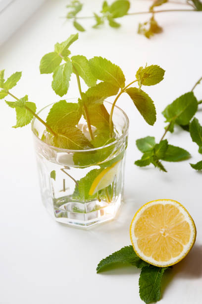 summer lemon mint mojito cocktail in a glass - usa restaurant flower bed beauty in nature imagens e fotografias de stock