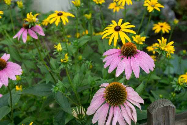 istock lilac and yellow flowers 828043576