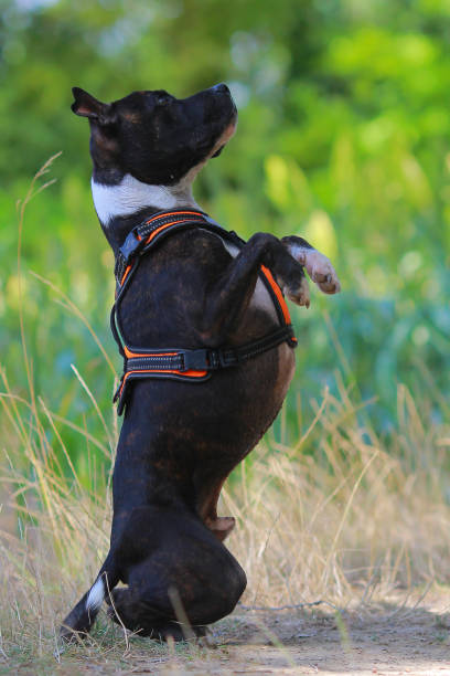 istock Staffordshire bull terrier cute 828046448