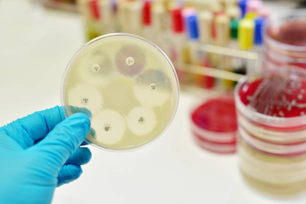 antimicrobiano vulnerabilidade teste - petri dish bacterium microbiology streptococcus - fotografias e filmes do acervo