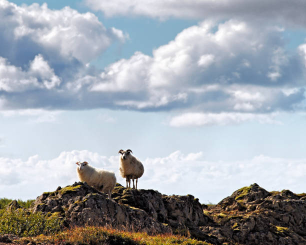 istock Iceland sheep on Snaefellsnes Peninsula in Iceland 828048142