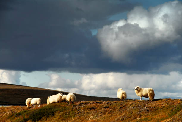 istock Iceland sheep on Snaefellsnes Peninsula in Iceland 828048396