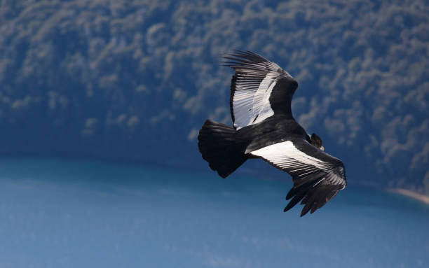 istock Andean Condor, Vultur Gryphus. 828052978