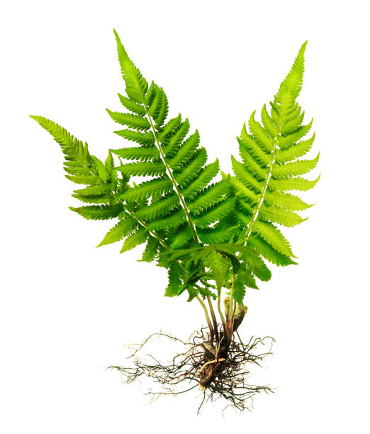 samambaia com raízes e sésseis (sem solo) isolada no fundo branco, com traçado de recorte - fern stem bracken leaf - fotografias e filmes do acervo