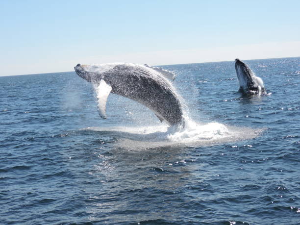 istock Double Humpback Whale Breach 828062626