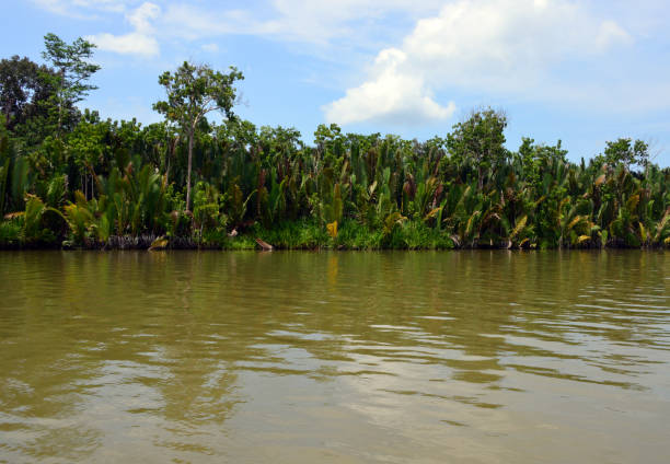 istock Forest on the Temburong river, Temburong District, Brunei Darussalam 828067050